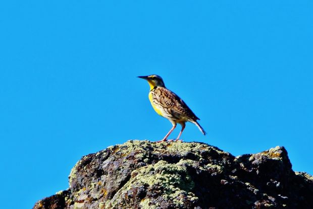 Birds